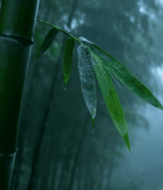 带水珠的竹叶与竹林景观3046#横
