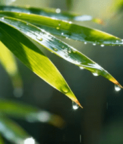 带水珠的竹叶特写4579#横