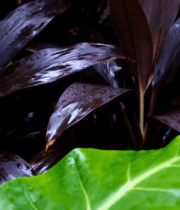 带水珠的紫绿叶植物特写3488#横