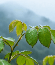 带水珠绿叶自然风景素材3830#横