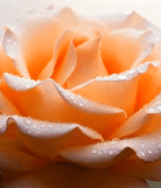 带水珠的粉色玫瑰花特写1026#横屏 