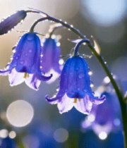 带露珠的紫色花朵特写3697#横