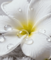 带水珠的白色花朵特写(1)2269#横