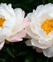 带水珠的白色牡丹花特写452#横