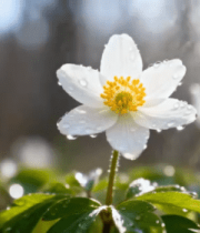 带水珠的白色花朵特写(2)5036#横