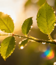 带水滴绿叶特写440#横