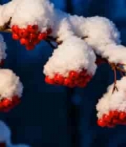  雪覆红果冬枝特写2615#横屏 	 