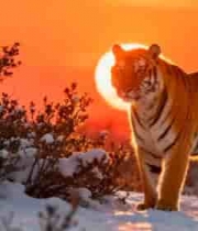  雪地猛虎与落日余晖2609#横屏 	 