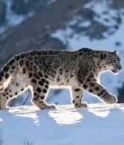  雪豹雪地行走视频素材2599#横屏 	 