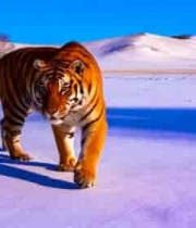 雪地老虎行走2604#横屏 	 