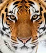  雪地老虎特写镜头2603#横屏 	 -