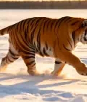  雪村晨雾日出2600#横屏 	 