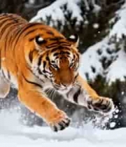  雪地猛虎奔跑特写2607#横屏 	 