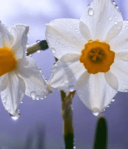 带水珠的白色水仙花特写1280#横屏 