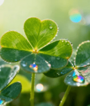 带露珠三叶草特写(1)848#横屏 