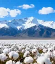  雪山下的棉花田2683#横屏 	 