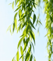 垂柳鲜嫩柳叶特写3923#横