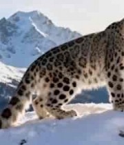  雪山之巅的雪豹2698#横屏 