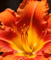 橙红色花朵特写1798#横