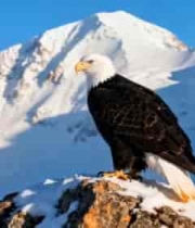  雪山之巅的雄鹰2697#横屏 	 