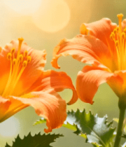 橙色花朵特写2364#横