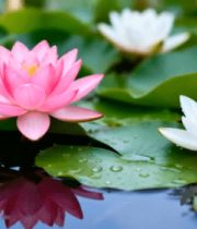 池塘荷花荷叶特写3735#横屏 