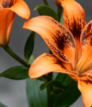 橙色斑点百合花特写1081#横