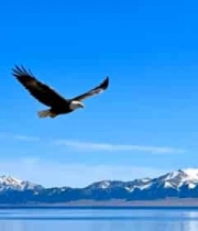  雄鹰翱翔雪山视频素材2581#横屏 	 -