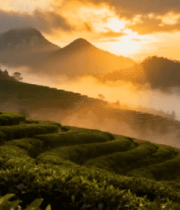 茶山日出自然风光(1)4529#横