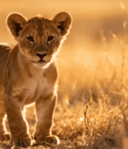 草原小狮子行走素材4428#横屏 