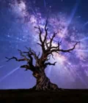  星空下的枯树剪影2557#横屏 	 