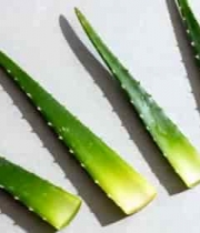  新鲜芦荟叶切片过程2540#横屏 	 