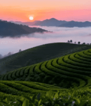 茶山日出自然风光212#横