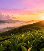 茶山日出自然风光(2)4563#横