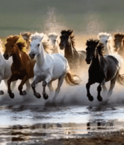 草原马群在水中奔腾908#横