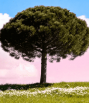 草地上的孤树与蓝天白云693#横