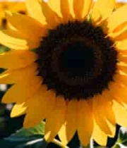  向日葵花田蜜蜂采蜜2500#横屏 