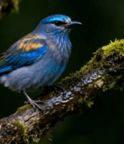 彩色小鸟栖息树枝特写4139#横屏 