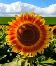  向日葵花田夏日风光2501#横屏 	 