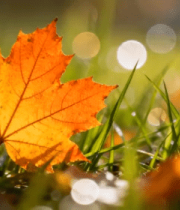 草地上的橙色枫叶特写817#横屏 