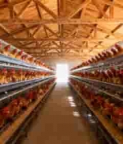 现代化养鸡场内部2476#横屏 	 