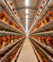  现代化养鸡场笼养 hens2473#横屏 