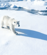 北极北极熊雪地行走场景5134#横