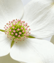 白色花朵特写5197#横