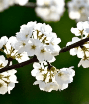 白色樱花花枝特写834#横