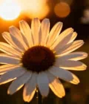  夕阳下的小雏菊特写2402#横屏 	 