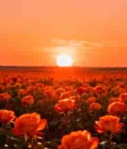  夕阳下的玫瑰花海2395#横屏 	 