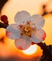  夕阳下的梅花绽放2396#横屏 