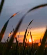  夕阳下的老虎漫步2392#横屏 	 