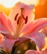  夕阳下的粉色百合花2375#横屏 	 -